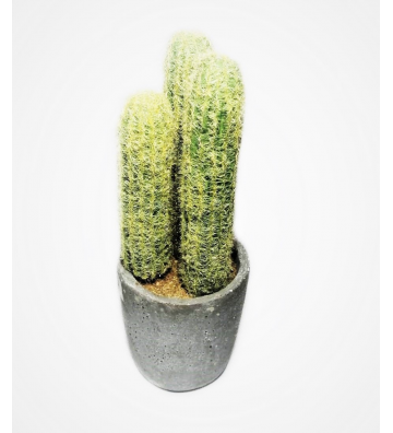 Cactus en maceta